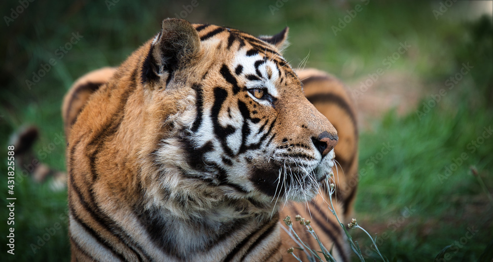Obraz premium Tiger lying in the Africa savannah