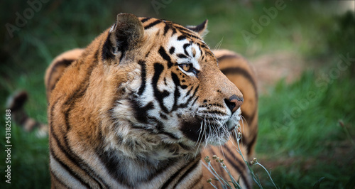 Fototapeta Naklejka Na Ścianę i Meble -  Tiger lying in the Africa savannah