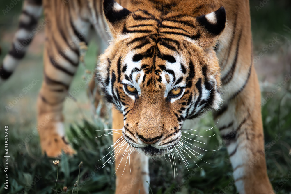Naklejka premium Tiger on the prowl in the wilderness, close-up, South Africa