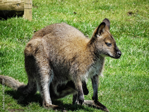 Wallaby and baby