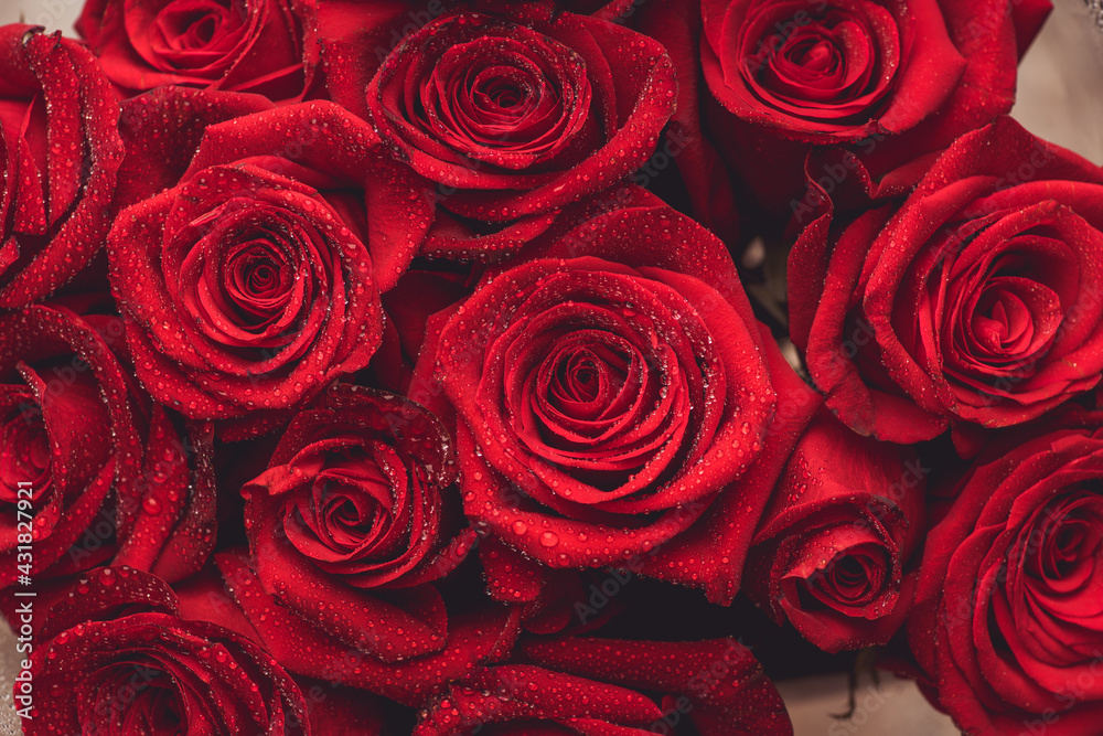 Beautiful red roses with waterdrops. Selective focus. Shallow depth of field. Beautiful red roses with waterdrops. Selective focus. Shallow depth of field.