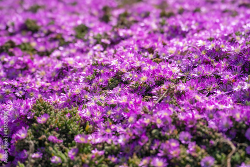 Purple Carpet of Ice Plant (Carpobrotus Edulis) blooming in springtime, Lovers Point Park  photo