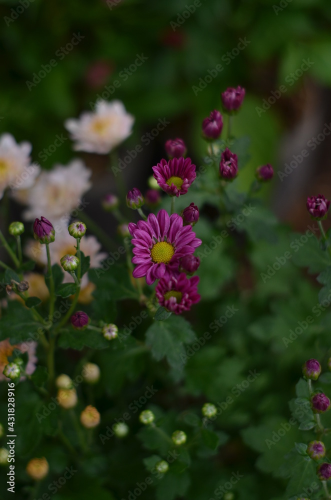 Purple Chrysantium flowers that bloom and have not yet bloomed. Purple Chrysantium flowers that bloom and have not yet bloomed.