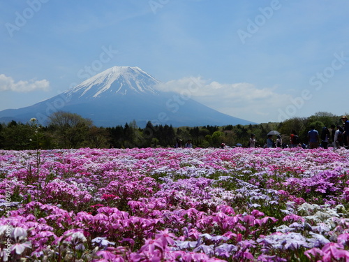 芝桜と富士山　Japan Shibazakura Festival with the field of pink and white moss of Sakura or cherry blossom with Mountain Fuji in background