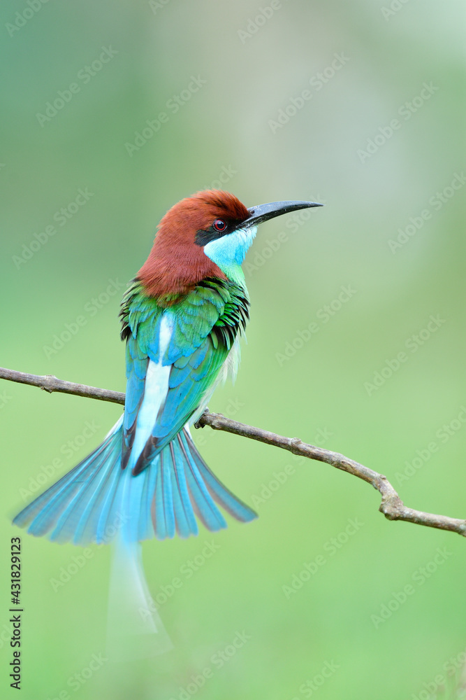 Fototapeta premium beautiful bird making tail spreading while happily perching on thin branch, blue-throated bee-eater (merops viridis) in reeding season