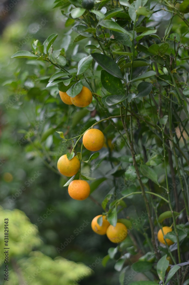 Growing orange trees have lots of ripe fruit.