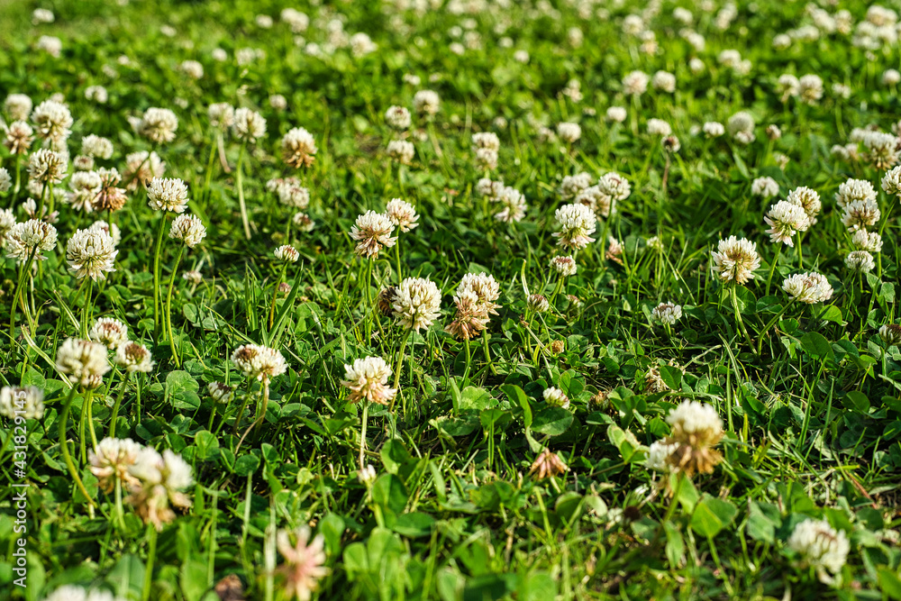 Obraz premium 草原の花