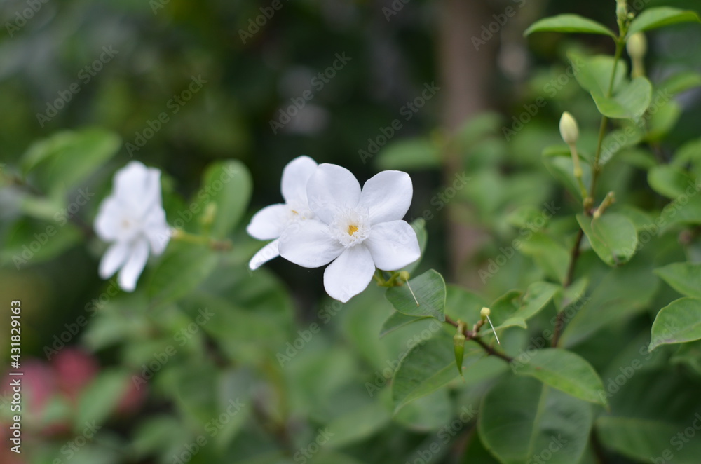 White jasmine flowers are blooming along with green leaves.