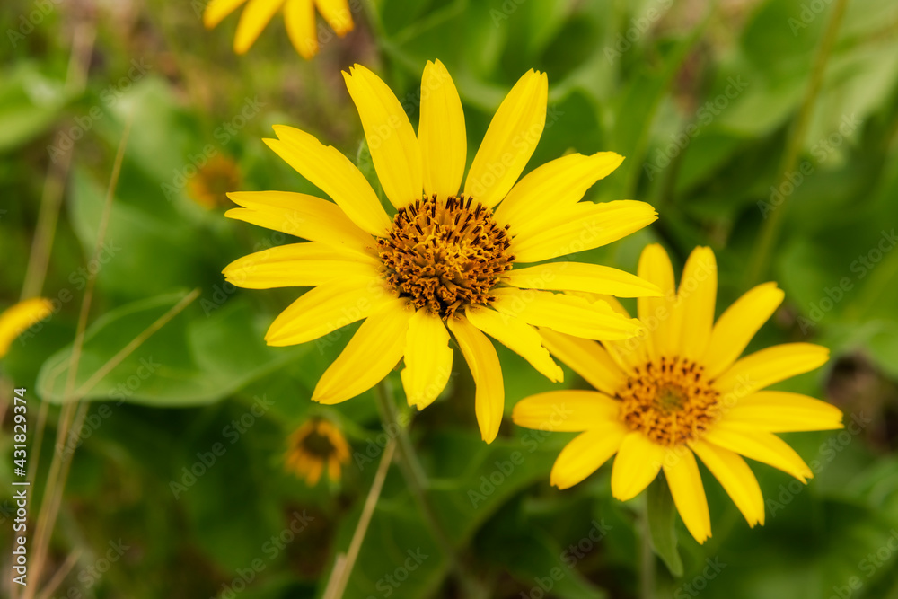 Balsamroot Flowers in the Eastern Columbia Gorge, Oregon Taken in Spring Balsamroot Flowers in the Eastern Columbia Gorge, Oregon Taken in Spring