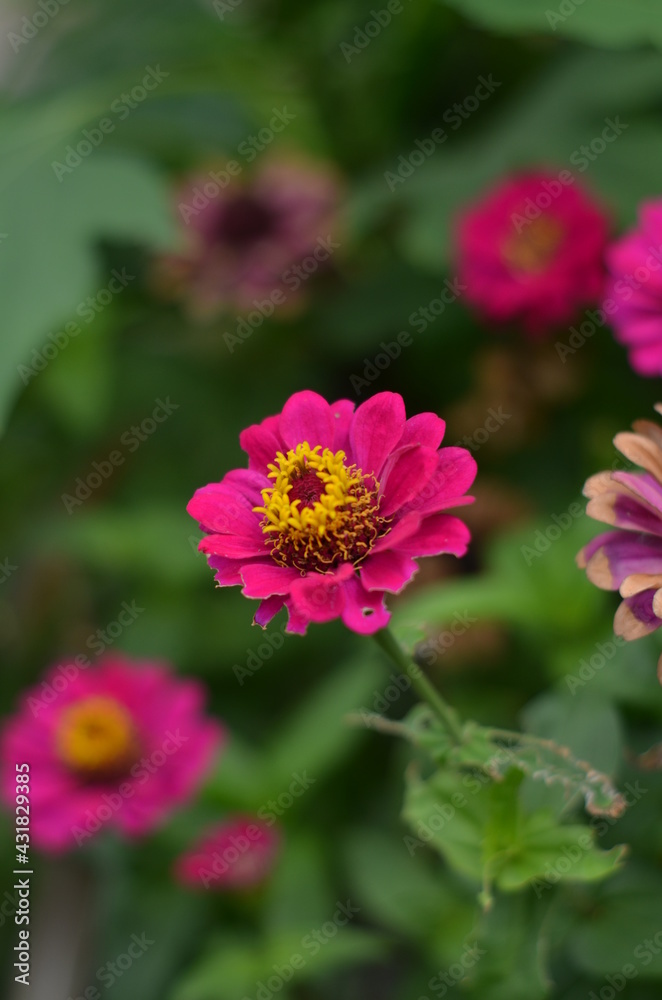 The beautiful isolated red zinnia flower. The beautiful isolated red zinnia flower.