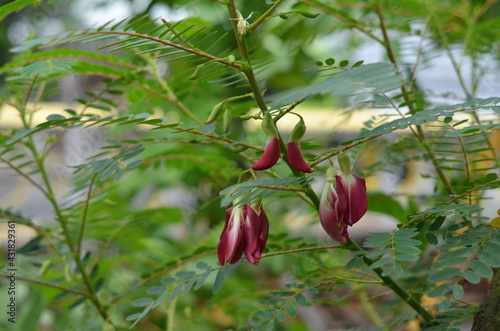 Wild plant with red flowers and leaves. photo