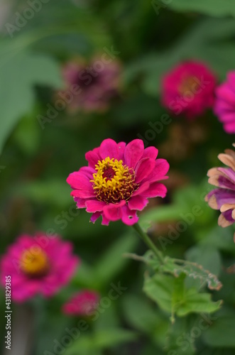 The beautiful isolated red zinnia flower.