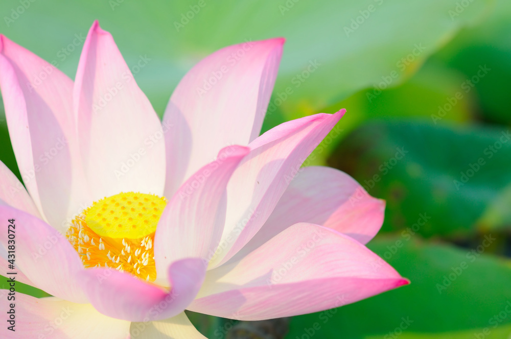 Fototapeta premium Big Pink Lotus Under the Morning Sun