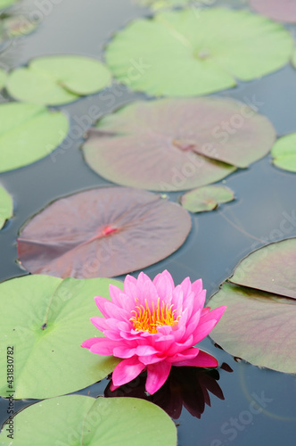 Vibrant Pink Water Lily