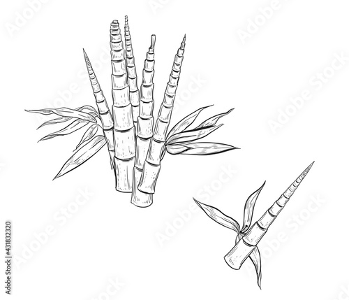 Hand drawn sketch black and white of bamboo plant, shoot, sprout, young, leaf. Vector illustration. Elements in graphic style label, card, sticker, menu, package. Engraved style.