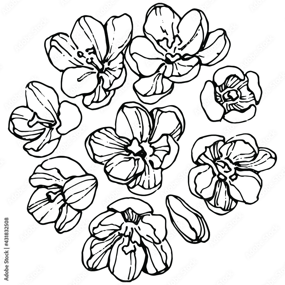 Crocus flower vector sketch illustration isolated on white background, saffron line art. Cute hand drawn flower in black outline and white plane on white background. Crocus flower vector sketch illustration isolated on white background, saffron line art. Cute hand drawn flower in black outline and white plane on white background.