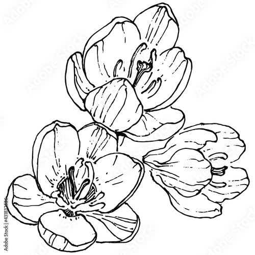 Crocus flower vector sketch illustration isolated on white background  saffron line art. Cute hand drawn flower in black outline and white plane on white background.