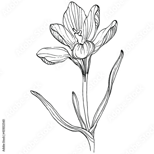Crocus flower vector sketch illustration isolated on white background  saffron line art. Cute hand drawn flower in black outline and white plane on white background.