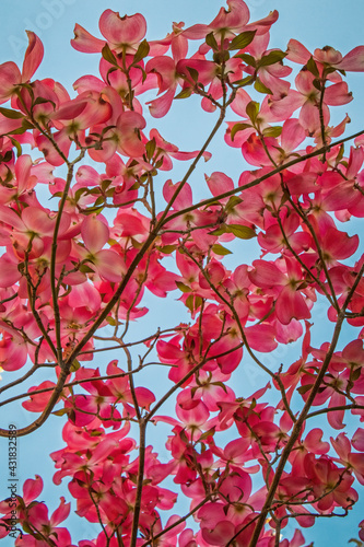 Looking in the to canopy of a pink blossoming dogwood tree