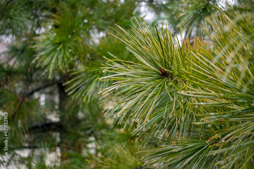 Pine tree close up with raindrops © Tishina