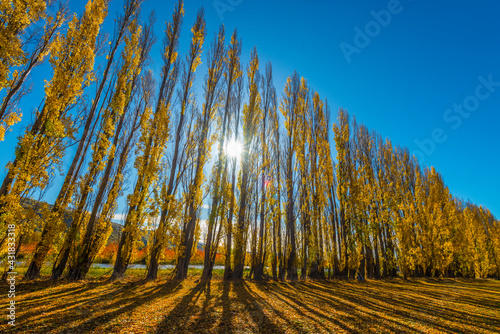 A line of trees in autumn colors in South Island New Zealand