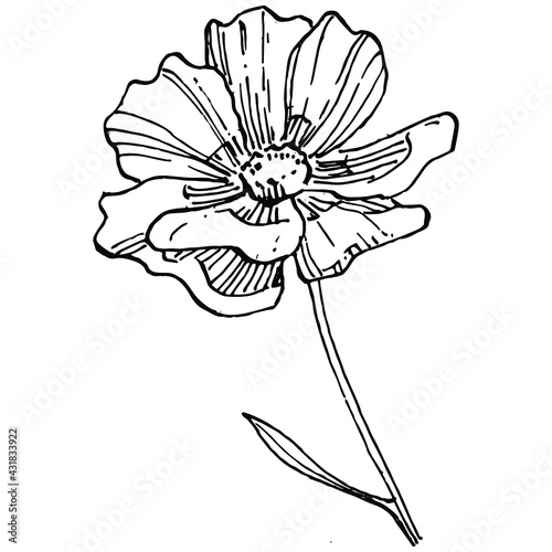 Cosmos flower by hand drawing. Cosmos floral logo or tattoo highly detailed in line art style. Black and white clip art isolated. Antique vintage engraving illustration for emblem. Herbal medicine.