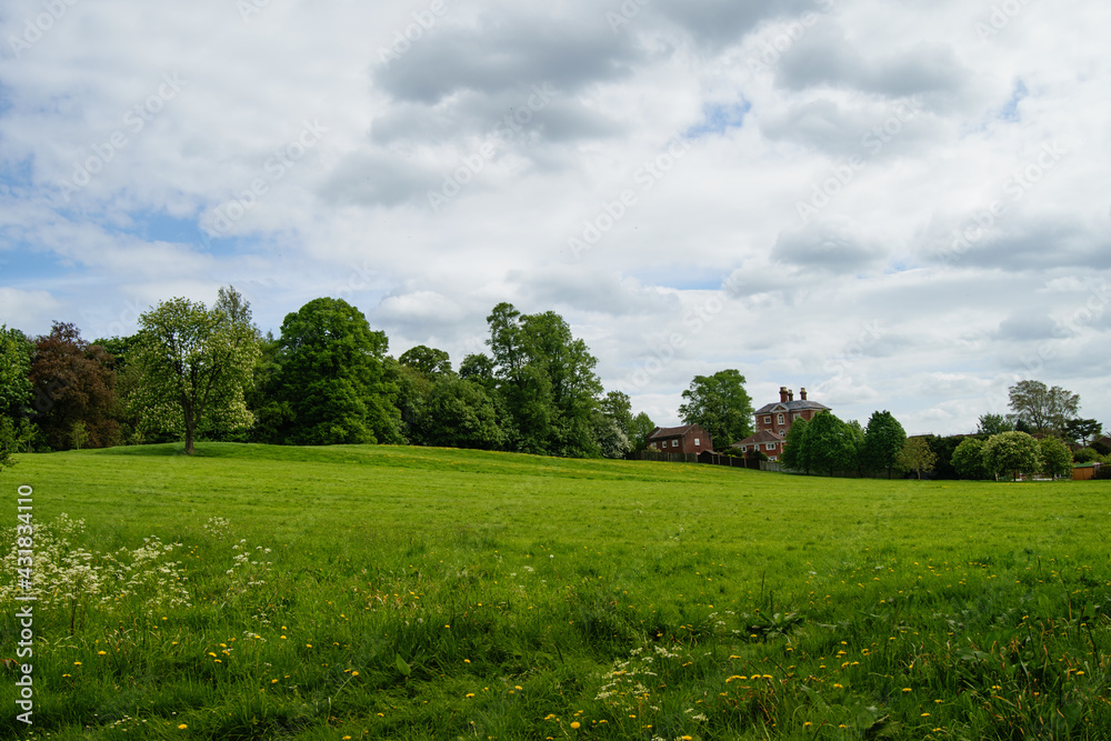 Meadow with green grass and trees in summer. Houses on background.