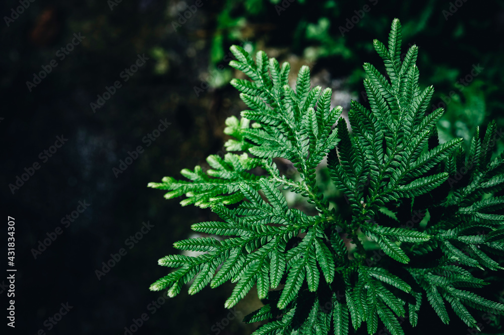 Fototapeta premium close up of a pine needles