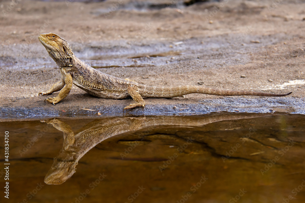 Obraz premium Central Bearded Dragon with reflection in pool