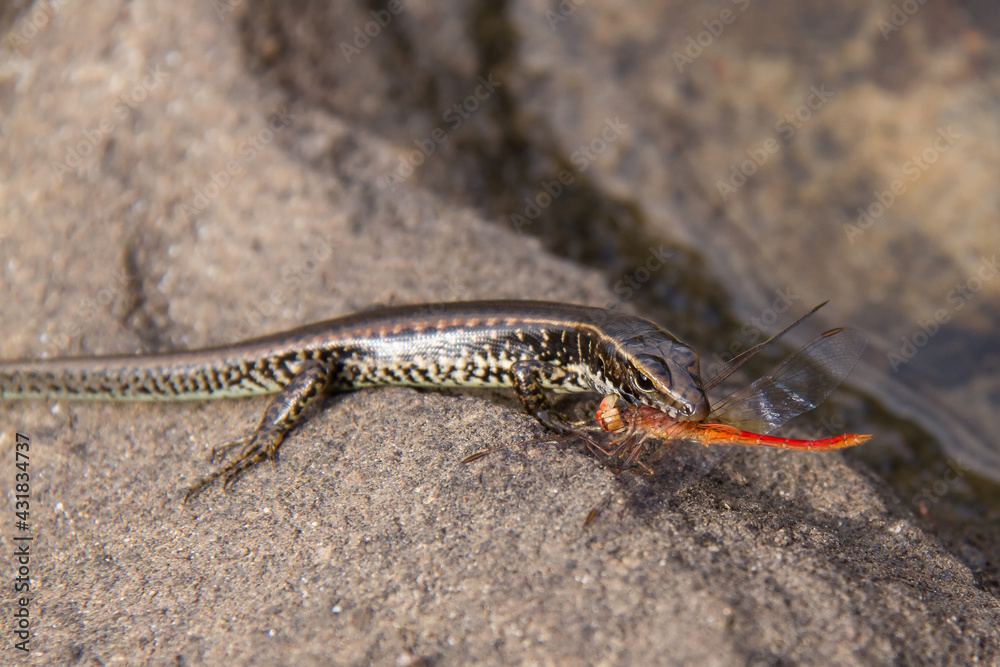 Eastern Water Skink feeding on dragonfly Eastern Water Skink feeding on dragonfly