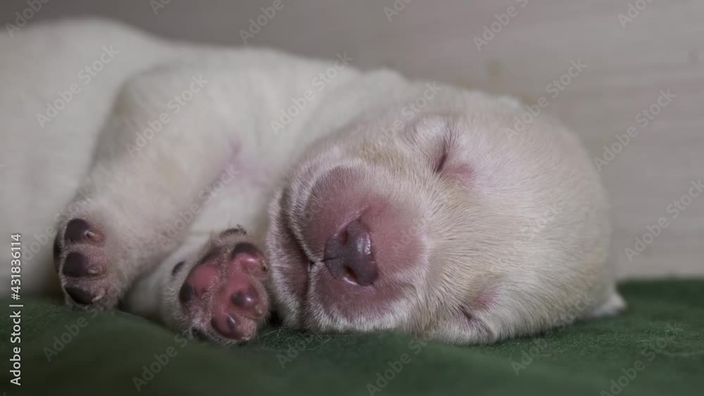 Newborn yellow labrador puppy dog, 4k Newborn yellow labrador puppy dog, 4k