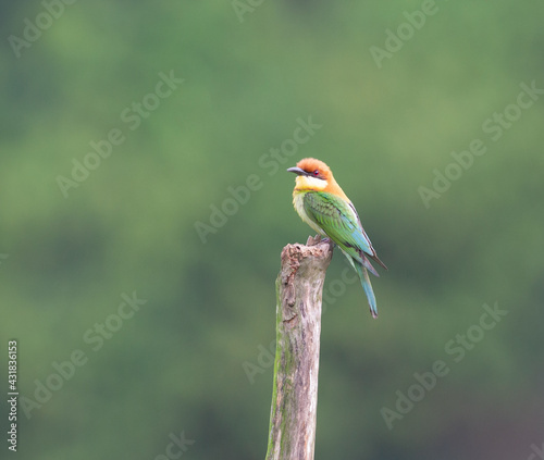 Chestnut Bee-eater at Khaoyai National Park, Thailand