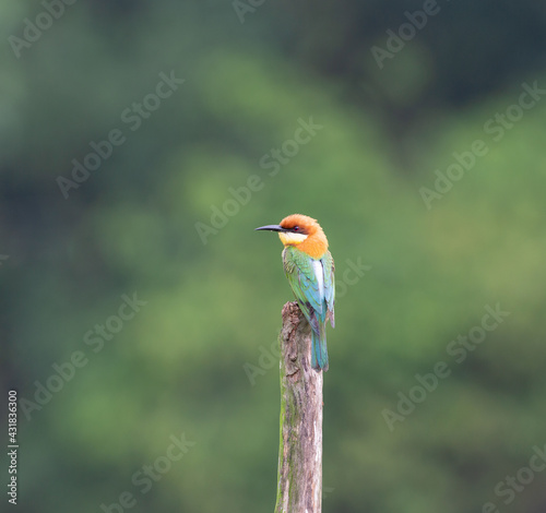 Chestnut Bee-eater at Khaoyai National Park, Thailand