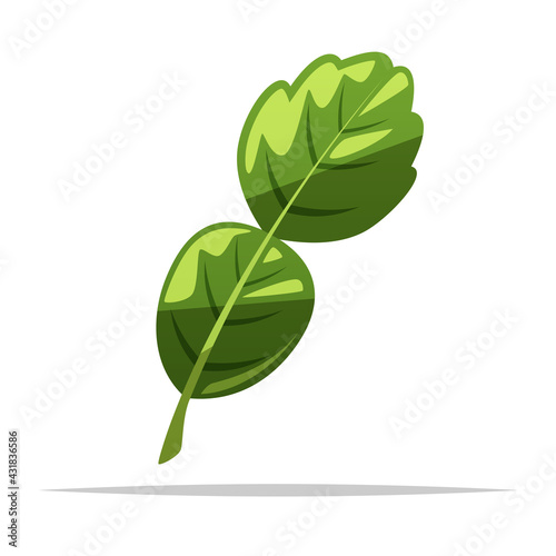 Kaffir lime leaf vector isolated illustration