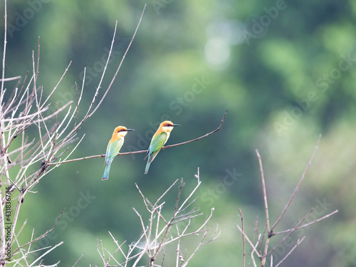 Chest nut Bee-eater at Khaoyai National Park of Thailand