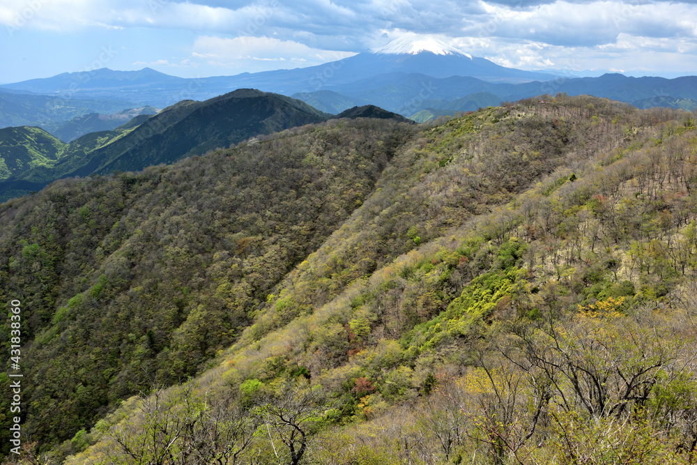 新緑まぶしい丹沢の春(大倉尾根から鍋割山への道) 新緑まぶしい丹沢の春(大倉尾根から鍋割山への道)