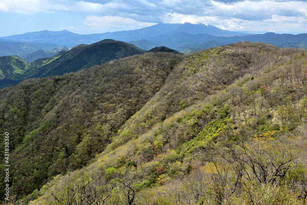 新緑まぶしい丹沢の春（大倉尾根から鍋割山への道）