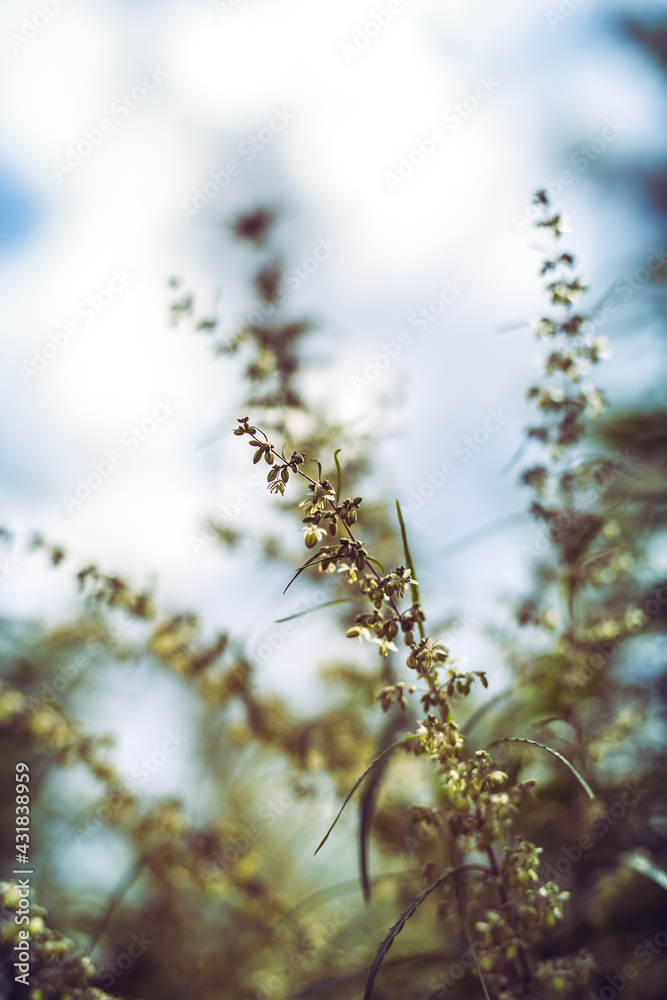 Branch of cannabis and marijuana. Ganja, hemp beautiful tree. Branch of cannabis and marijuana. Ganja, hemp beautiful tree.