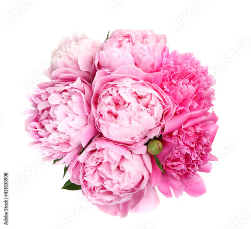pink peonies on white background