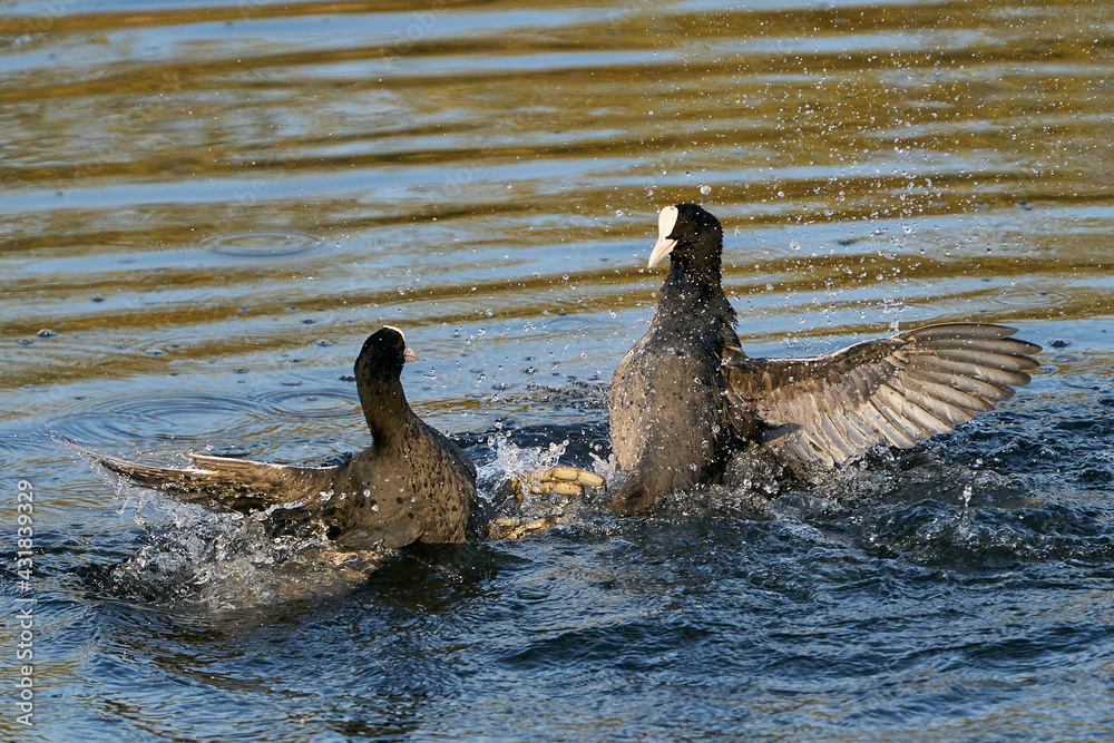 Fototapeta premium Eurasian coot (Fulica atra)