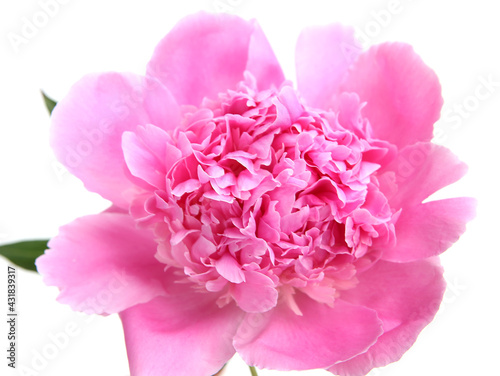 pink peony on a white background
