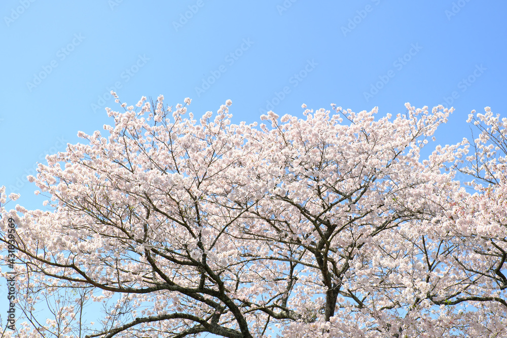 快晴の日に満開に咲く大きな桜の木