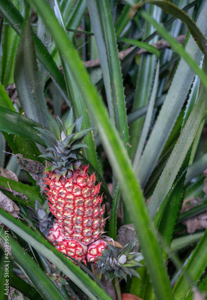 Red Pineapple Growing in Garden Selective Focus with Copy Space Red Pineapple Growing in Garden Selective Focus with Copy Space