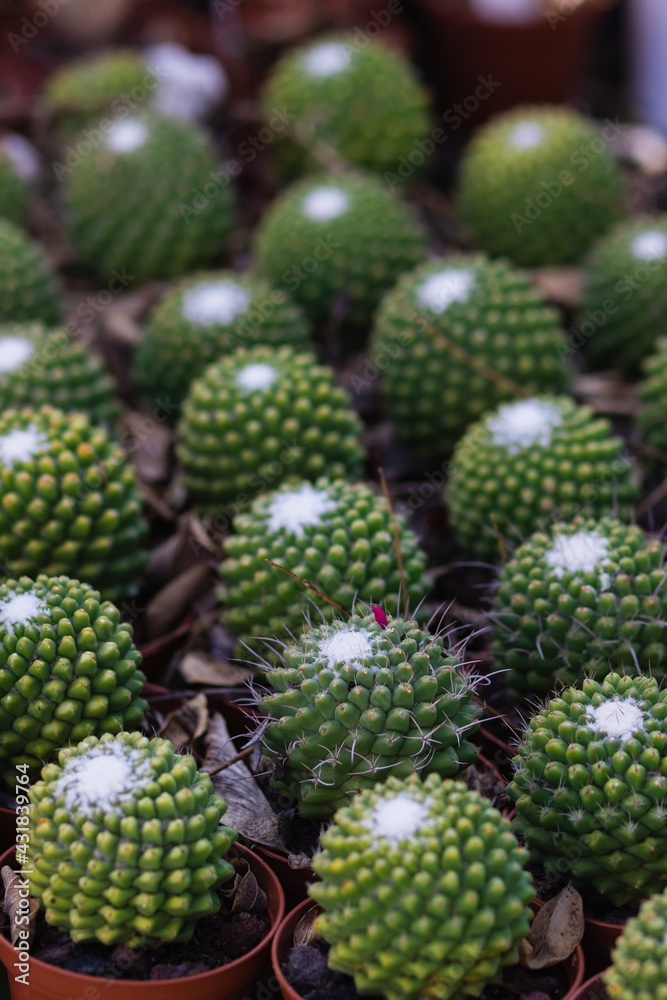 Close-up of small seedlings of Mammillaria polythele in a small brown pot in the nursery, blurred background Close-up of small seedlings of Mammillaria polythele in a small brown pot in the nursery, blurred background