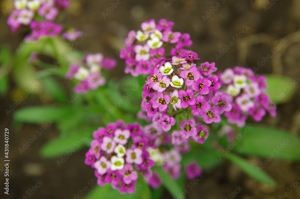 Purple inflorescences of the fragrant garden flower Alicium. Purple inflorescences of the fragrant garden flower Alicium.