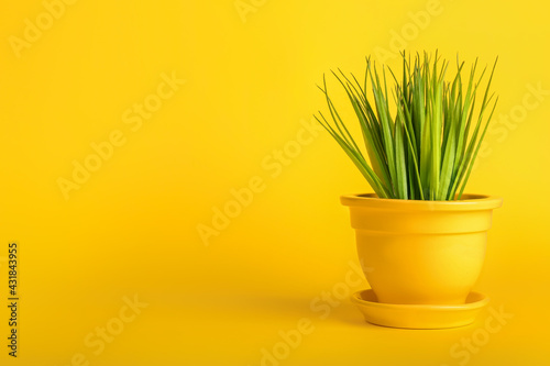 Pot with plant on color background