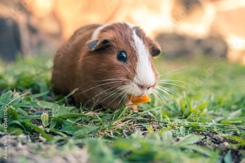 Bild auf Leinwand Guinea pig eating a piece of pepper on the grass.