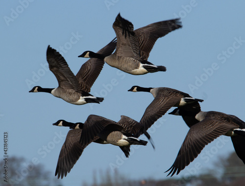 Canada Goose (Branta canadensis) in flight with trees in the background