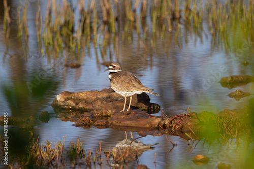 Killdeer (Charadrius vociferus) single kill dear reflected standing on a rock in the lake with reflected mangroves in the background