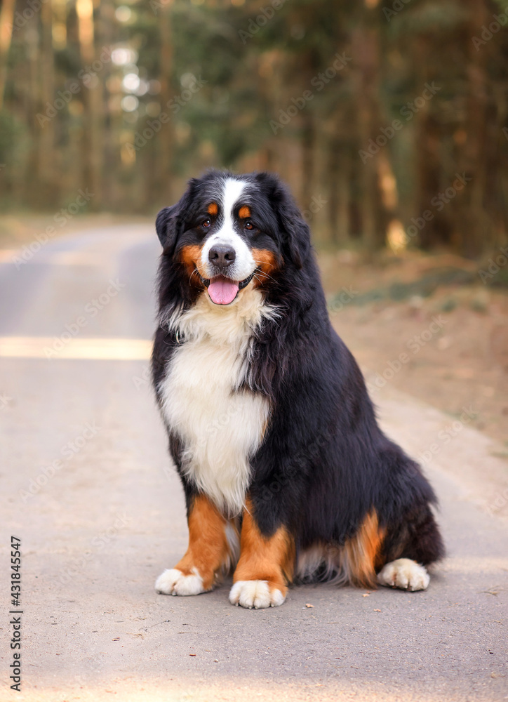 beautiful close-up portrait of bernese mountain dog stands in spring on the road in the forest